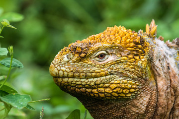 Portrait eines Gelben Landleguan bei Cerro Dragon, Isla Santa Cruz, Galapagos