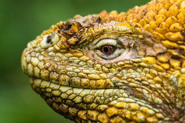 Gelber Landleguan bei Cerro Dragon, Isla Santa Cruz, Galapagos
