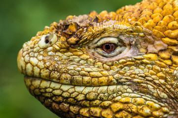 Gelber Landleguan bei Cerro Dragon, Isla Santa Cruz, Galapagos