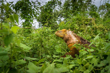 Gelber Landleguan bei Cerro Dragon, Isla Santa Cruz, Galapagos