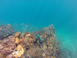 Naklejka na ściany i meble Papageienfisch und Fischschwarm in einem Korallenriff vor der Isla Rabida, Galapagos