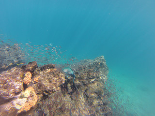 Papageienfisch und Fischschwarm in einem Korallenriff vor der Isla Rabida, Galapagos