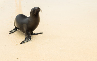 Fototapeta premium Junger Galapagos-Seelöwe am Sandstrand bei Isla Sombrero Chino, Galapagos