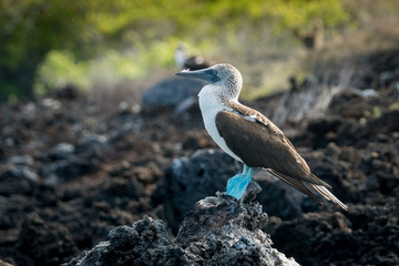 Blaufusstölpel auf Lavainseln bei Black Turtle Cove, Galapagos