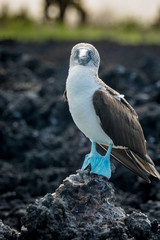 Blaufusstölpel auf Lavainseln bei Black Turtle Cove, Galapagos