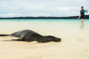 Junger Galapagos-Seelöwe und Schnorchlerin am Sandstrand bei Isla Sombrero Chino, Galapagos