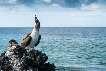 Foto op Canvas Blaufusstölpel auf Lavainseln bei Black Turtle Cove, Galapagos © schame87