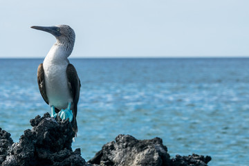 Blaufusstölpel auf Lavainseln bei Black Turtle Cove, Galapagos
