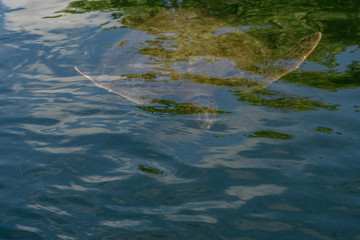 Meeresschildkröte in den Mangroven bei Black Turtle Cove, Galapagos