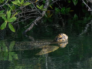 Abtauchende Meeresschildkröte unter Wasser in den Mangroven bei Black Turtle Cove, Galapagos