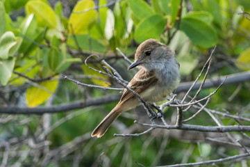 Darwinfink, Isla Santa Cruz