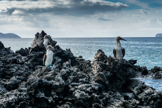 รูปภาพIndefatigable เลือกดูภาพถ่ายสต็อก เวกเตอร์ และวิดีโอ372 Adobe