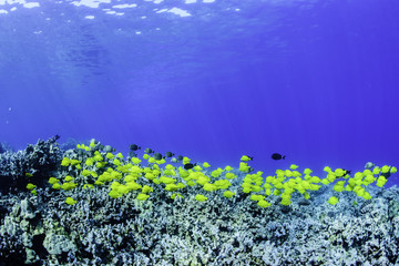 yellow fishes on coral reef