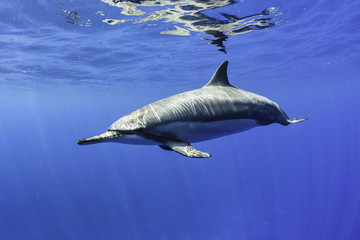 Dolphin