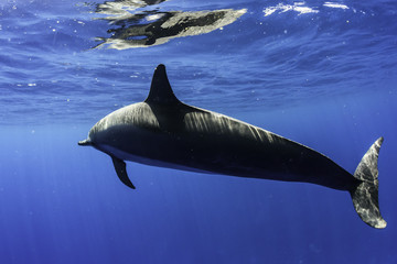 Dolphin