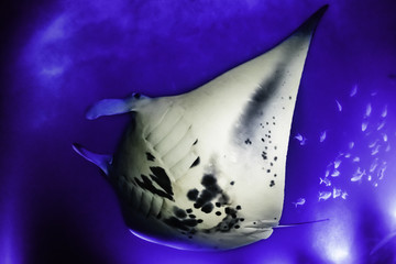 Manta ray at night