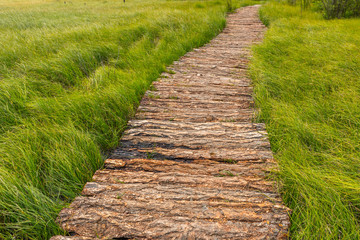 a wooden trail through the Alaytian swamp