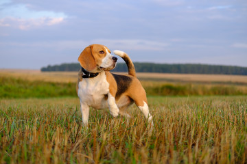 Beagle dog on a walk early in the morning