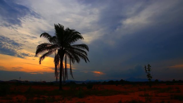 Silhouette Palm trees with sky on sunset and storm cloud. Time-lapse