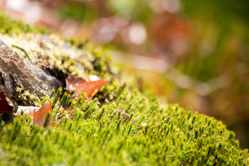 National Park Germany