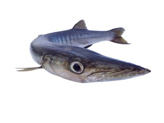 Barracuda, Seapike fish 