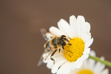 Little Bee