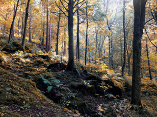 sunlit woodland in early autumn with mixed forest trees with golden fall coloured leaves on a rocky fern strewn hillside