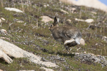 Obraz premium mountain hare