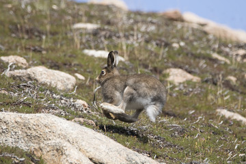 mountain hare