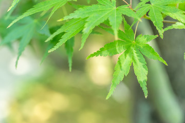 新緑の楓