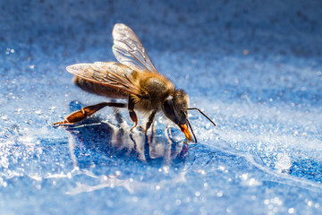 Biene bei der Nahrungsaufnahme