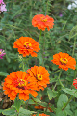 Orange rote Blumen