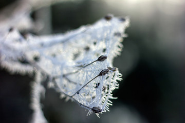 Frozen Landscape
