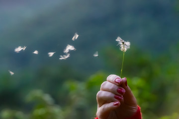 Woman hand with red nails holding blown dandelion