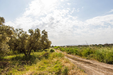 Fototapeta na wymiar road through the olives trees sunny day blue sky 