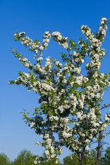 Branch with white apple blossoms against the blue sky
