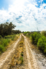 road through the olives trees sunny day blue sky 