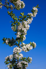 Branch with white apple blossoms against the blue sky