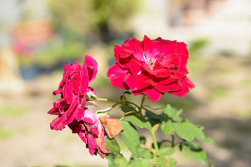 Close up beautiful red roses pollen in garden outdoor green background