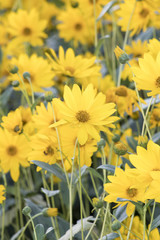 Fototapeta premium Gerbera daisies