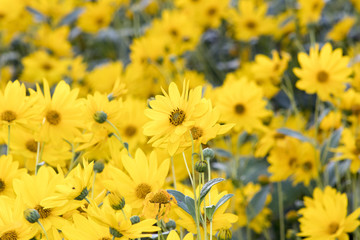 Gerbera daisies