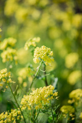 Obraz premium アブラナの花