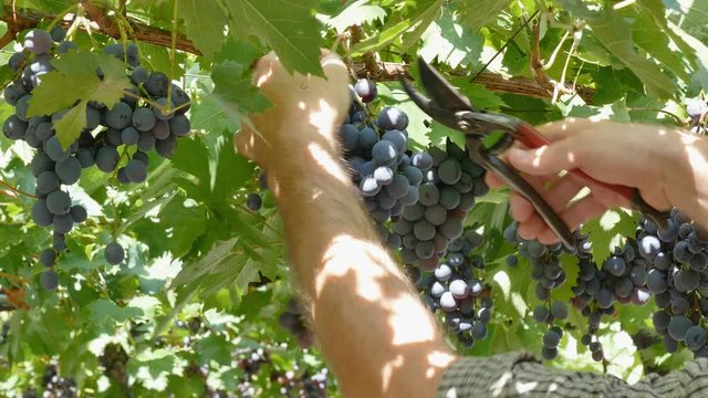 Farmer picking black muscat grape fruit from vine, grape harvest