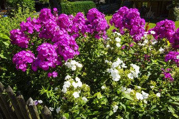 Blooming Phlox