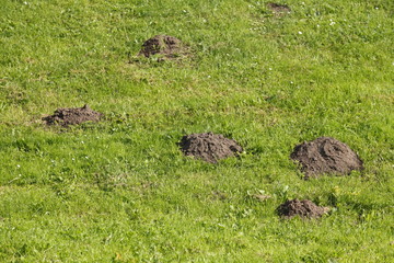 Maulwurfshügel auf einer Wiese