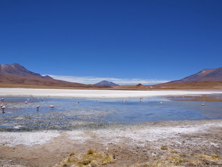 flamingo altiplano bolivia