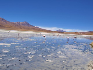 flamingo altiplano bolivia