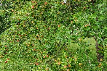 fresh, apples of a new crop on the branches in the garden.