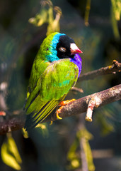 Guldova Amadina. finch