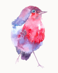 Watercolor illustration with bird. © Anastasiia